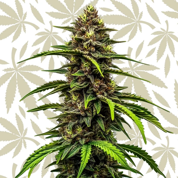 Watermelon Autoflower cannabis strain plant