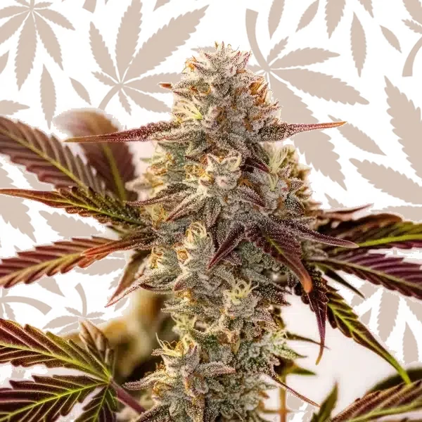 Watermelon Z OG Autoflower cannabis strain plant
