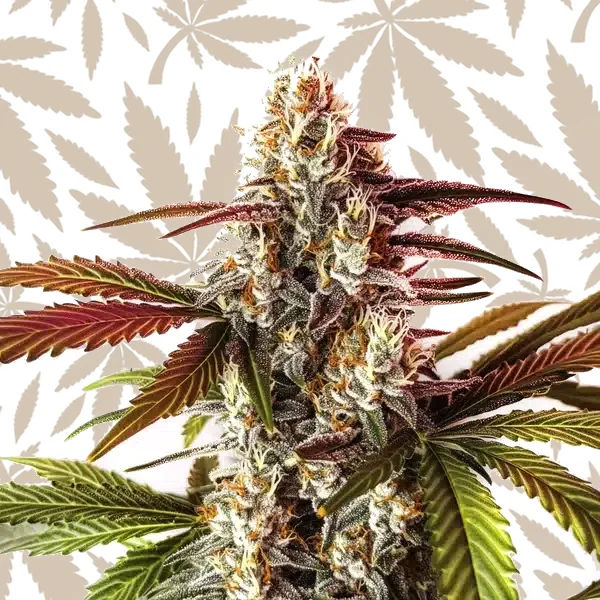 Watermelon Z OG Fast Version cannabis strain plant