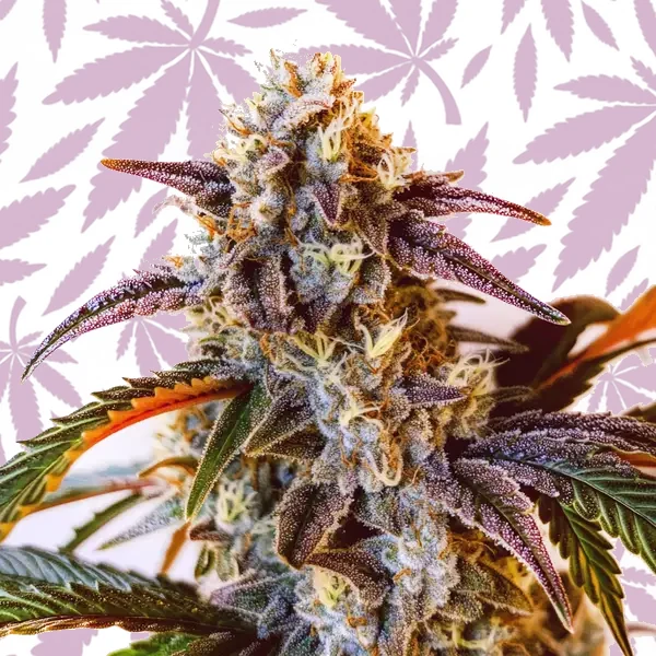 Watermelon Z OG cannabis strain plant