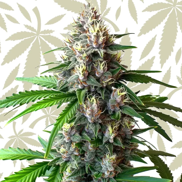 Wedding Cake Auto cannabis strain plant