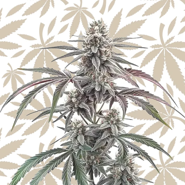 Wedding Cake Regular cannabis strain plant