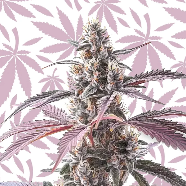 Wedding Cake x Animal Mints cannabis strain plant