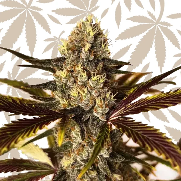 Wedding Cake x Do-Si-Dos cannabis strain plant