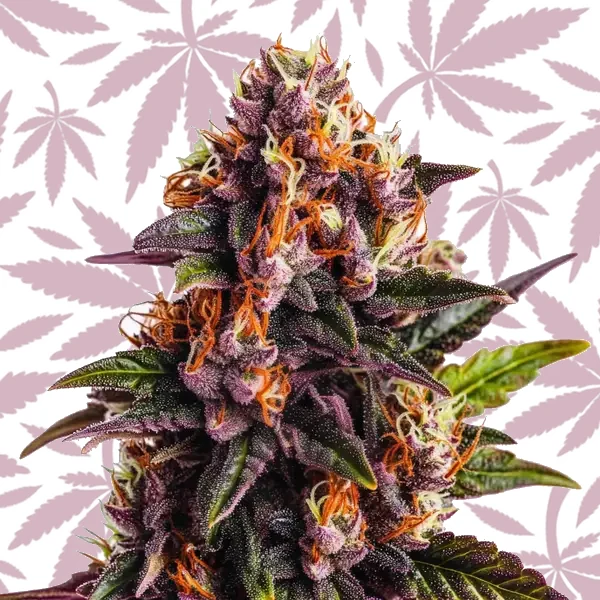Wedding Cake x Forbidden Fruit cannabis strain plant