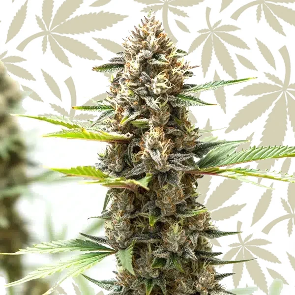 Wedding Cake x Z OG Autoflower cannabis seed pack