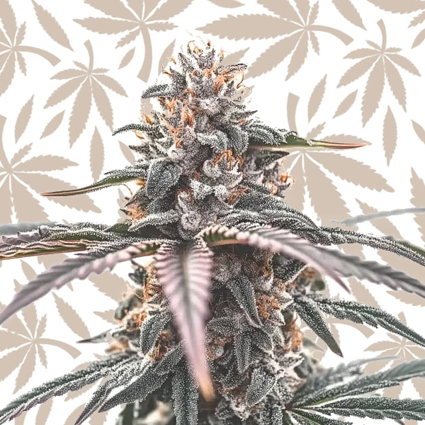 Wedding Cake cannabis strain plant