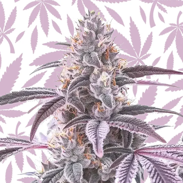 Wedding Crasher F1 cannabis strain plant