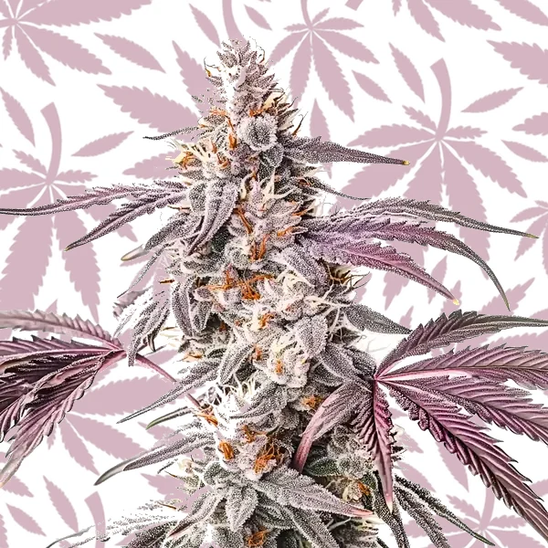 Wedding Crasher cannabis strain plant