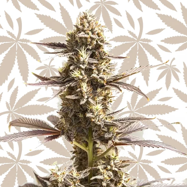 Whiskey Zulu Autoflower cannabis strain plant
