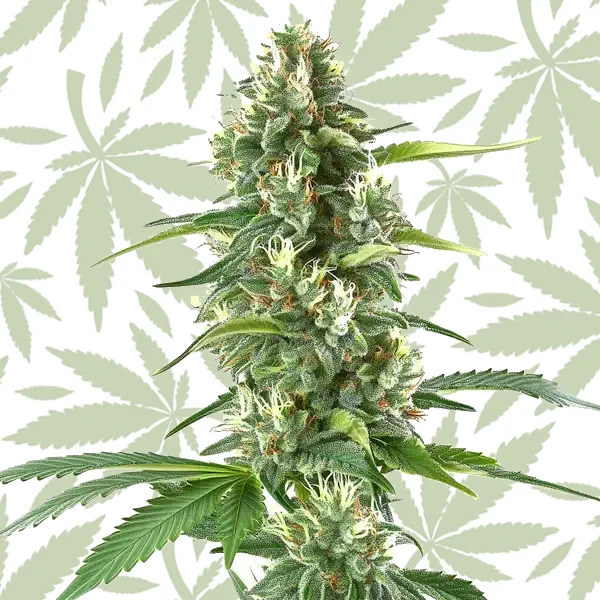 White Amnesia cannabis strain plant