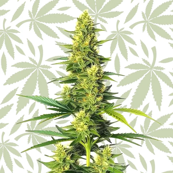 White Fire Alien Kush cannabis strain plant