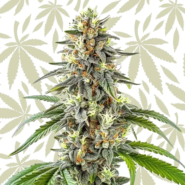 White Fire OG cannabis strain plant