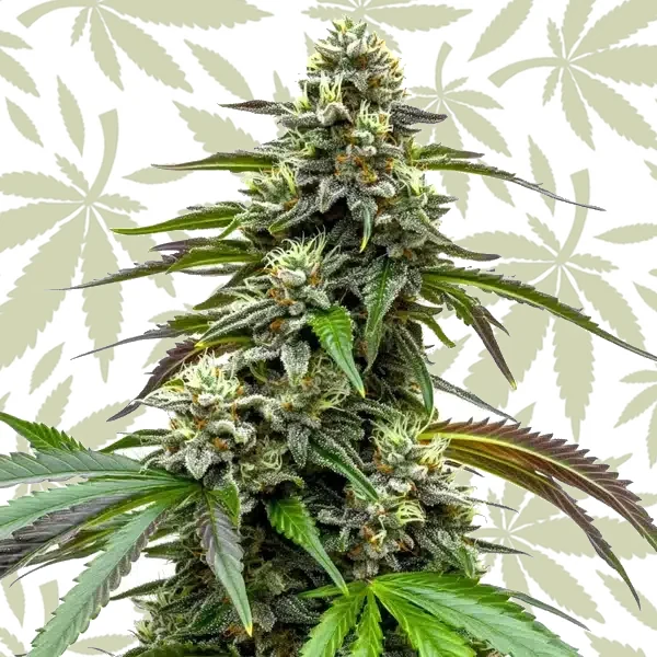 White LSD Auto cannabis strain plant