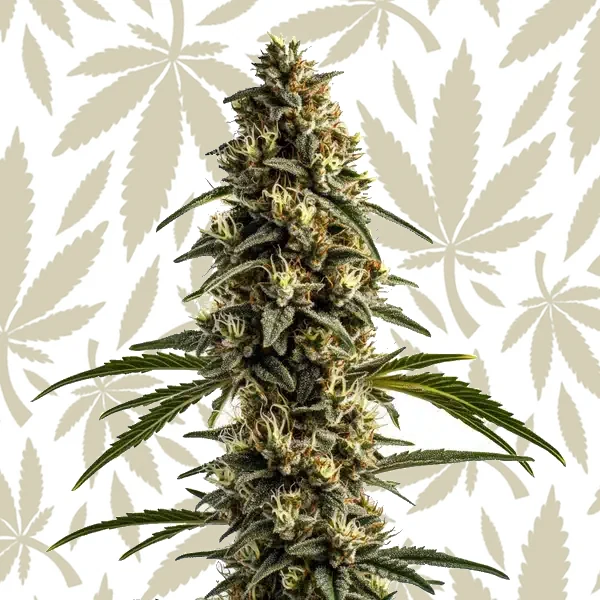 White OG Kush cannabis strain plant