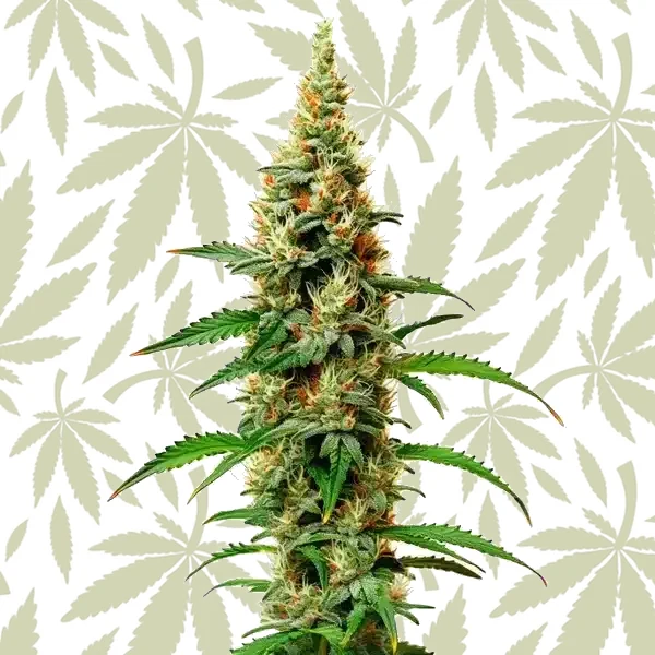 White Rhino cannabis strain plant