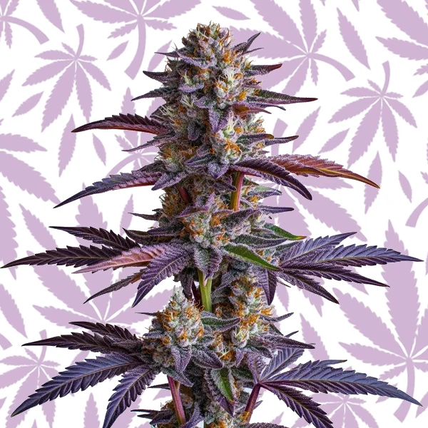 White Runtz cannabis strain plant