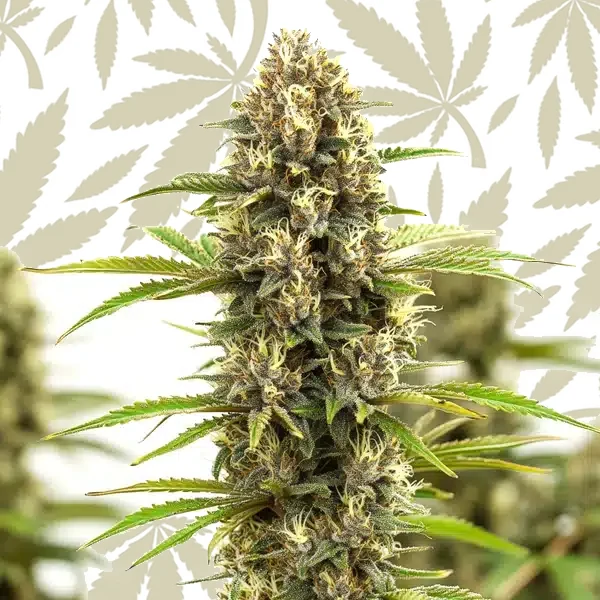 White Russian F1 cannabis strain plant