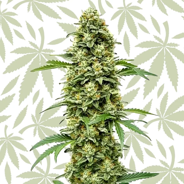 White Russian Fast Version cannabis strain plant