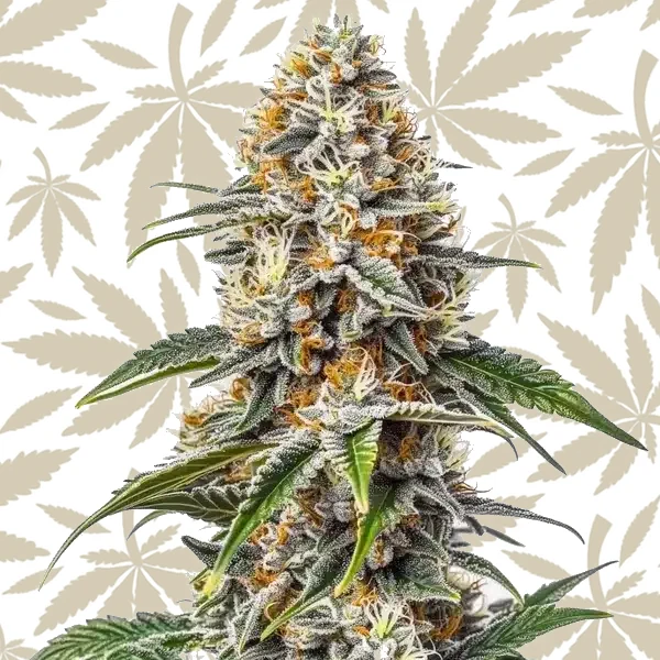White Russian cannabis strain plant