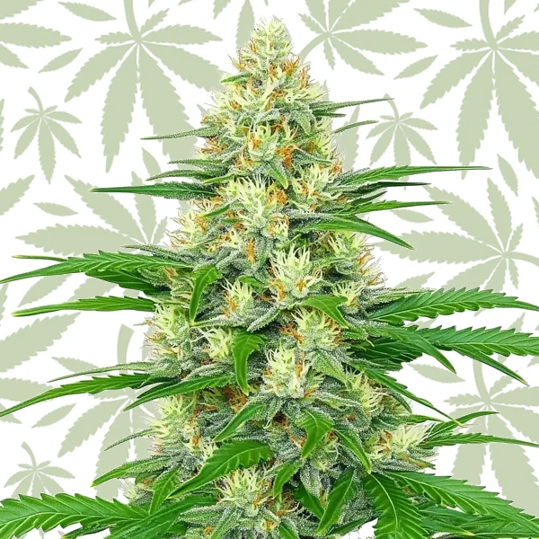 White Widow Autoflower cannabis strain plant