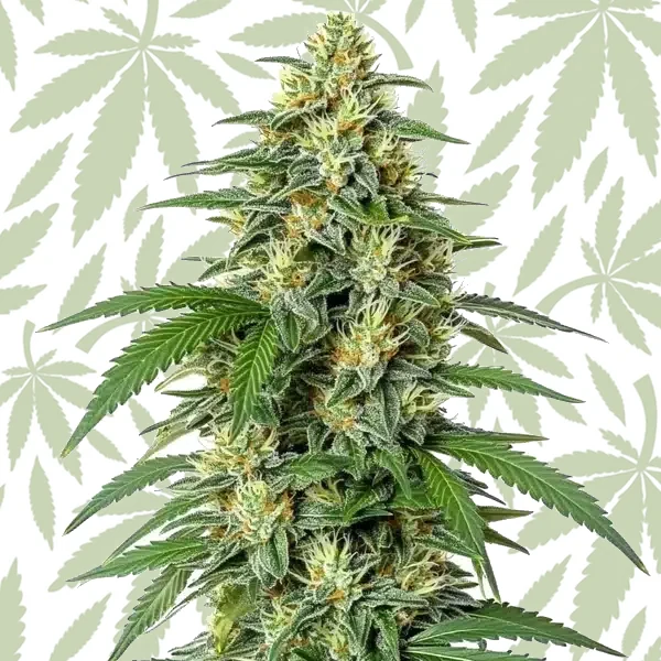 White Widow F1 cannabis strain plant