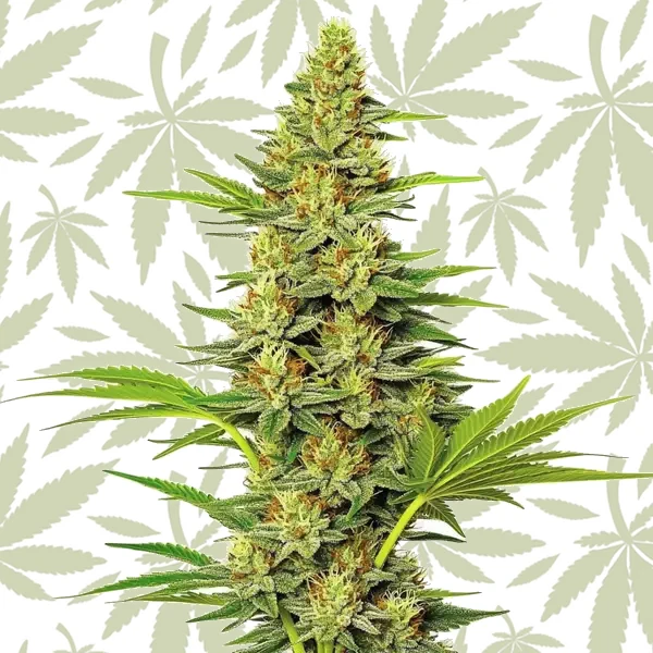 White Widow Fast Version cannabis strain plant