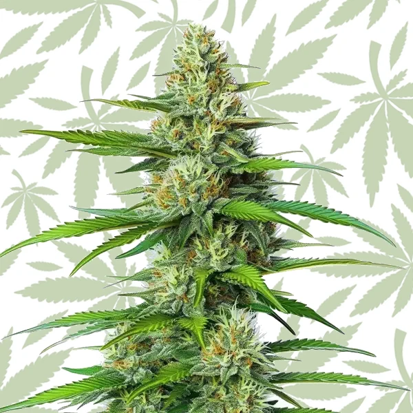 White Widow Regular cannabis strain plant