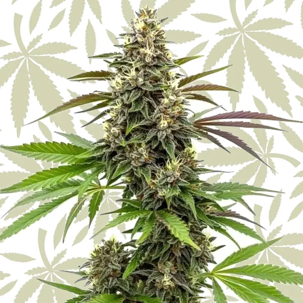 White AK 47 cannabis strain plant