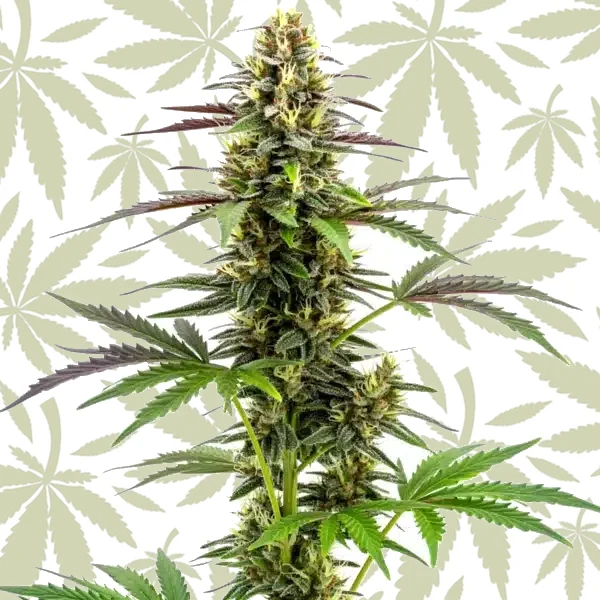 White Widow x Ak47 Fast Version cannabis strain plant