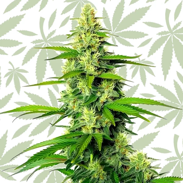 White Widow x California Snow Auto cannabis strain plant