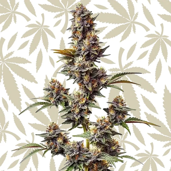 White Widow x Crystal Meth Auto cannabis strain plant