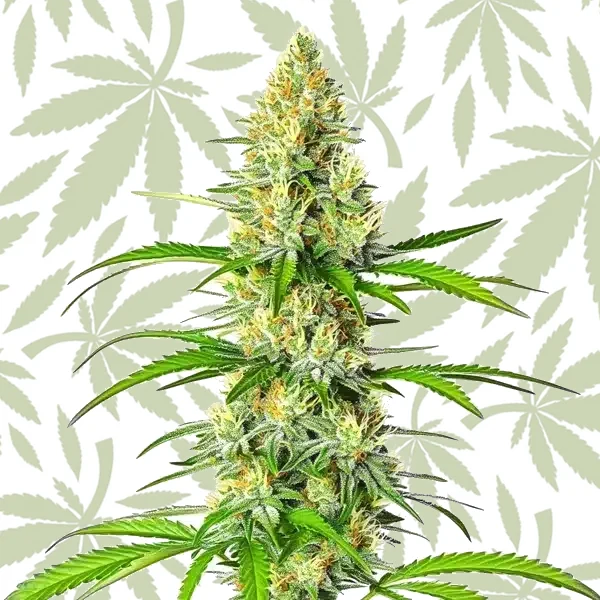 White Widow x Northern Lights cannabis strain plant