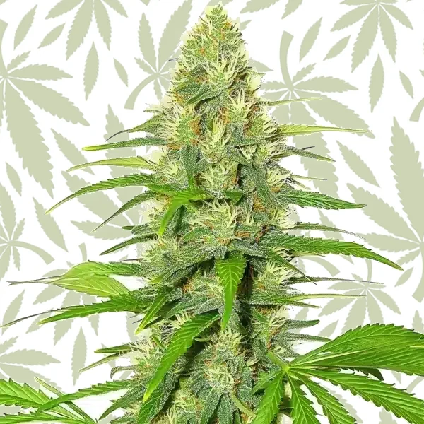White Widow cannabis strain plant