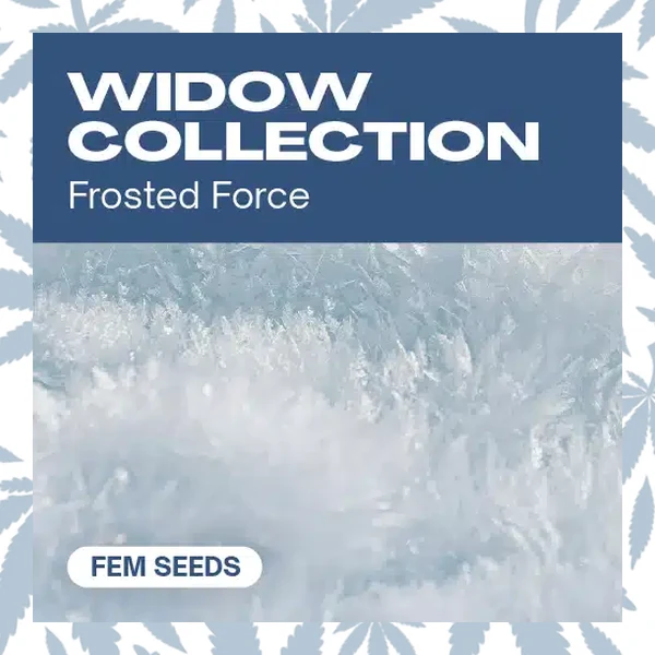 Widow Collection cannabis strain plant