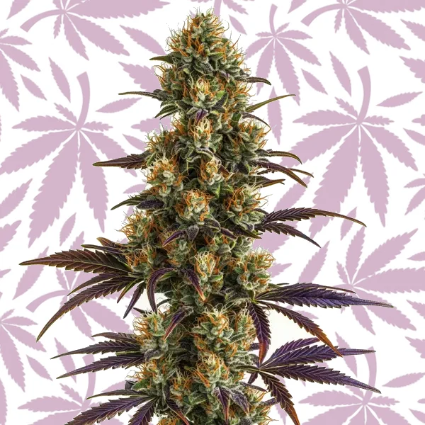 Wifi OG cannabis strain plant