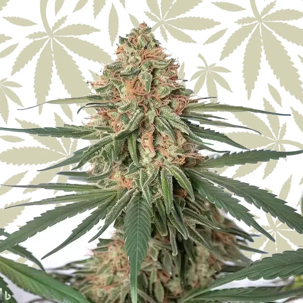 Wifi x Do-Si-Dos cannabis strain plant