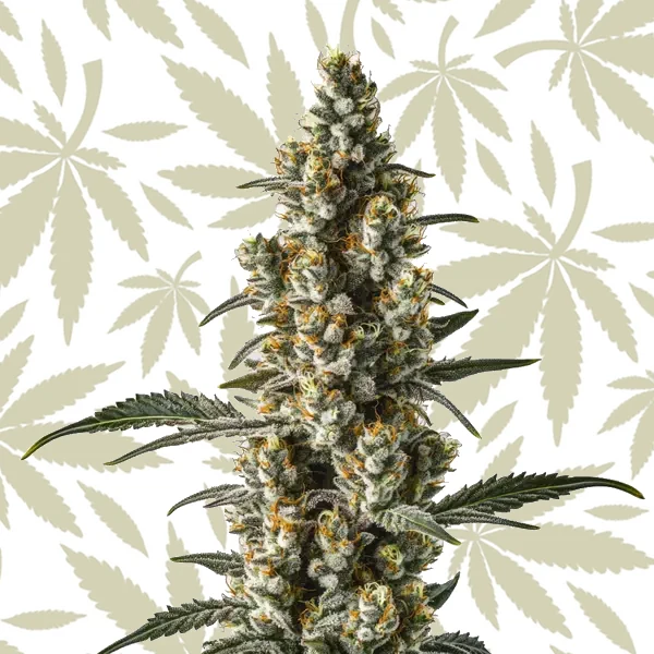 Wild Thailand Ryder Auto cannabis strain plant
