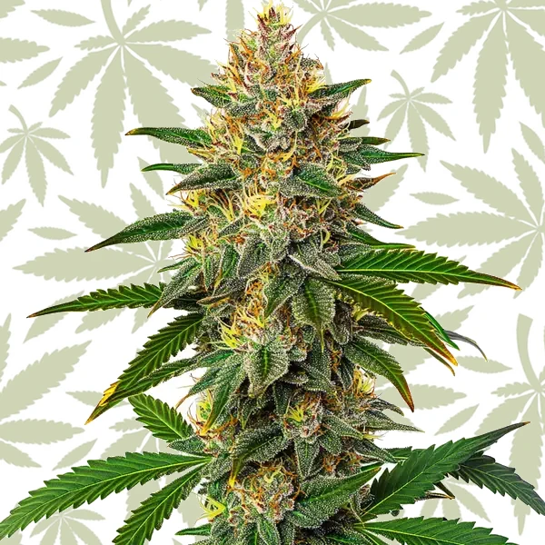 Willie Nelson cannabis strain plant