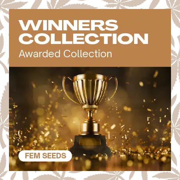 Winners Collection cannabis strain plant