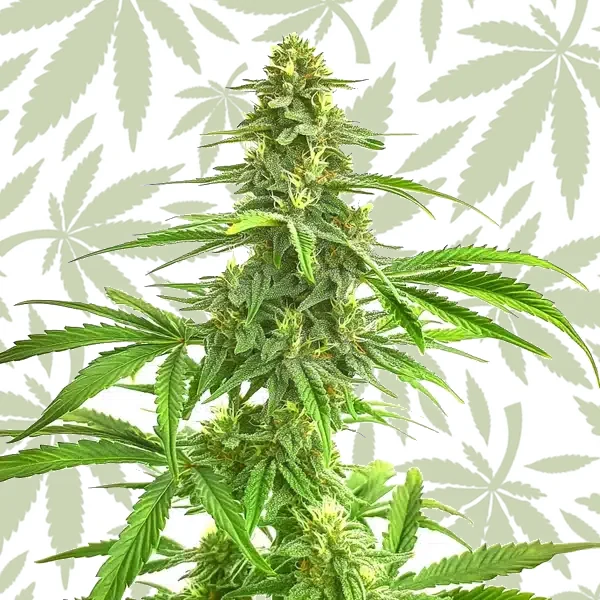 Wombat cannabis strain plant