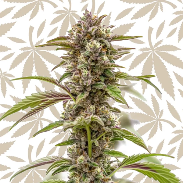 Wonka’s Revenge cannabis strain plant