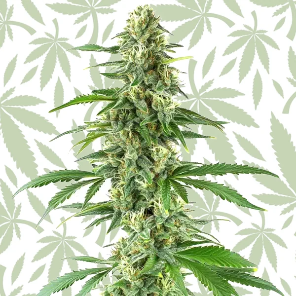 Yumboldt cannabis seed pack