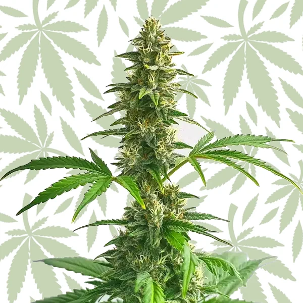 Yumbolt Auto cannabis strain plant