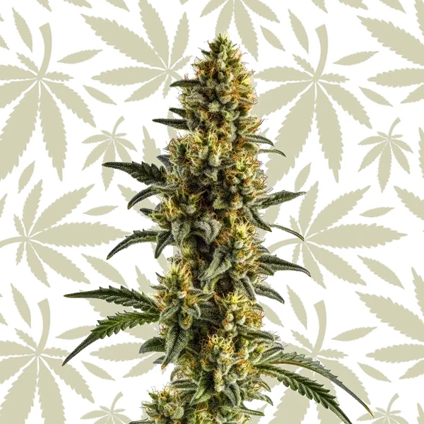 Yumbolt Banana Auto cannabis strain plant