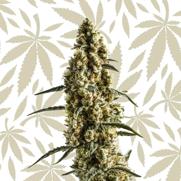 Yumbolt Banana cannabis strain plant