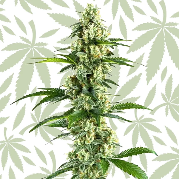 Yumbolt Regular cannabis seed pack