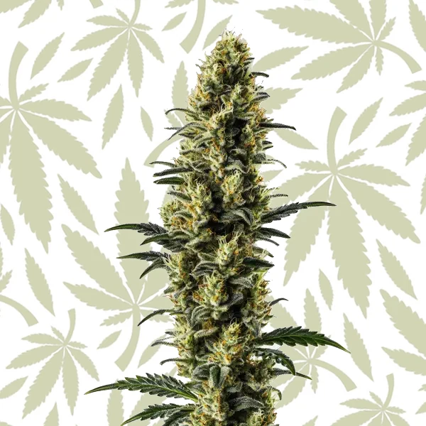 Z OG Auto cannabis seed pack