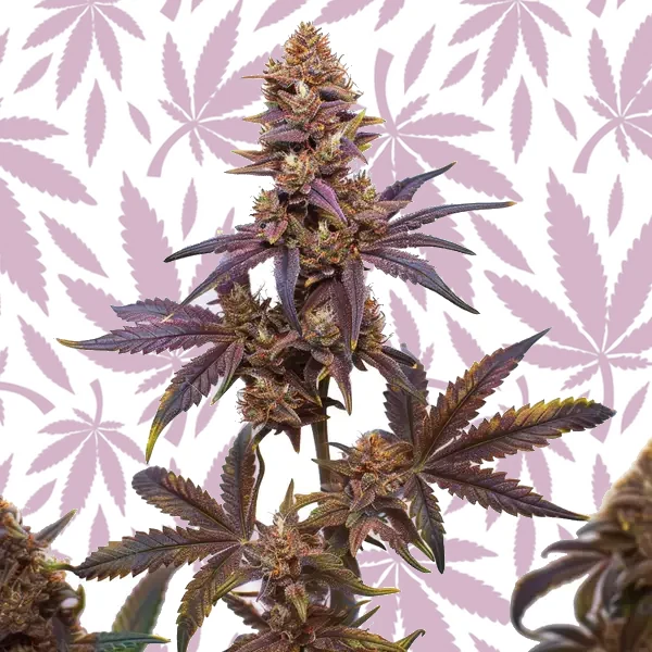 Z OG x Purple Punch Autoflower F1 cannabis strain plant