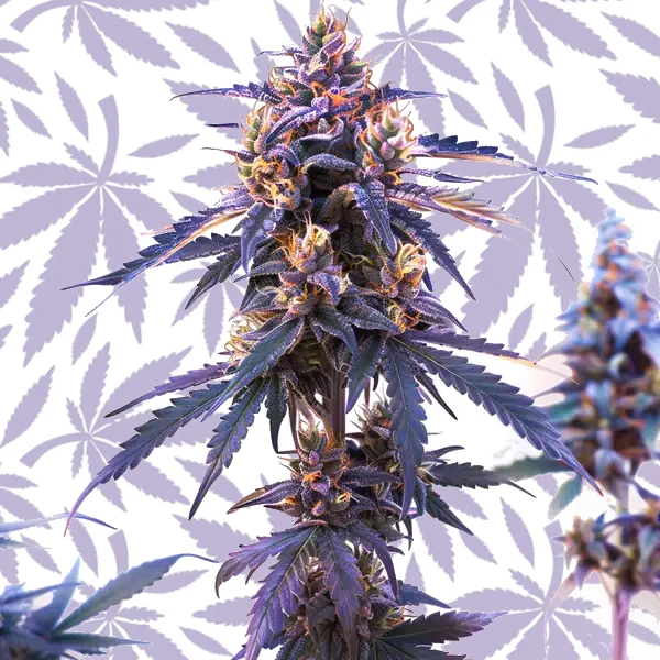 Z OG Fast Version cannabis strain plant